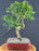 Trained Flowering Ligustrum Bonsai Tree - (ligustrum lucidum)