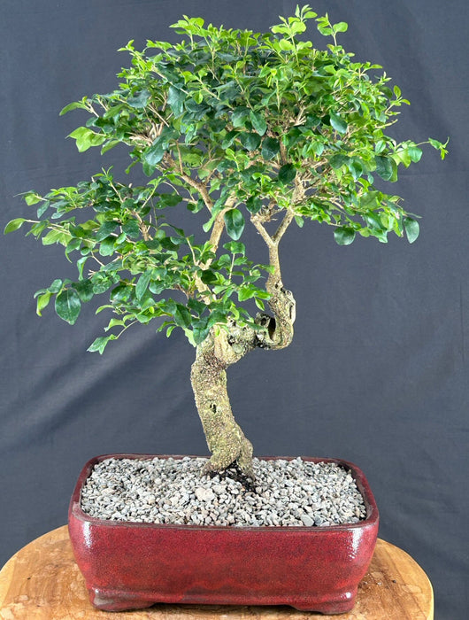 Trained Flowering Ligustrum Bonsai Tree - (ligustrum lucidum)