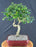 Trained Flowering Ligustrum Bonsai Tree - (ligustrum lucidum)
