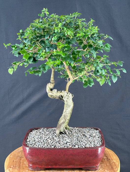 Trained Flowering Ligustrum Bonsai Tree - (ligustrum lucidum)