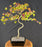 Trained Trident Maple Bonsai Tree - (acer buergerianum)