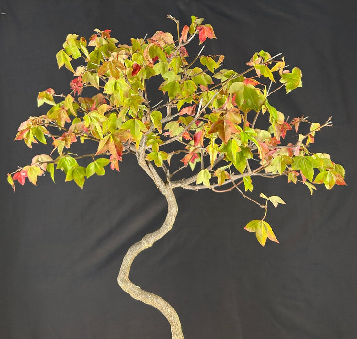 Trained Trident Maple Bonsai Tree - (acer buergerianum)