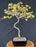 Trained Trident Maple Bonsai Tree - (acer buergerianum)