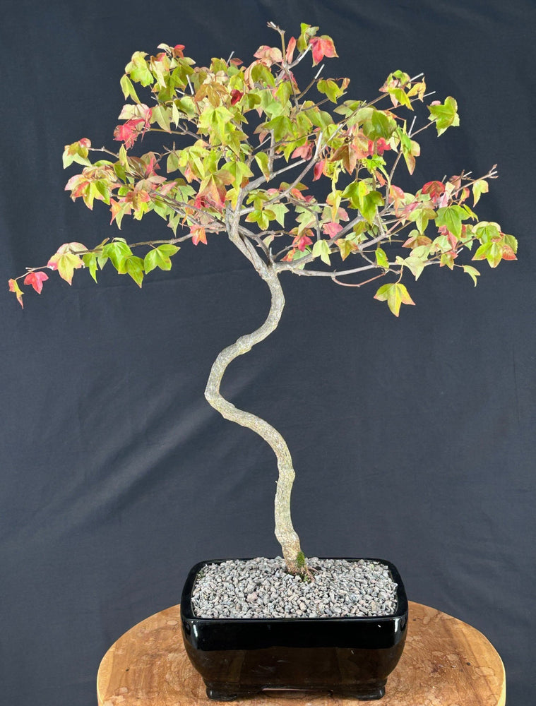 Trained Trident Maple Bonsai Tree - (acer buergerianum)