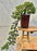 Juniper Bonsai Tree - Cascade Style - (juniper procumbens nana)