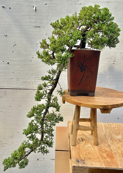 Juniper Bonsai Tree - Cascade Style - (juniper procumbens nana)