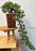 Juniper Bonsai Tree - Cascade Style - (juniper procumbens nana)