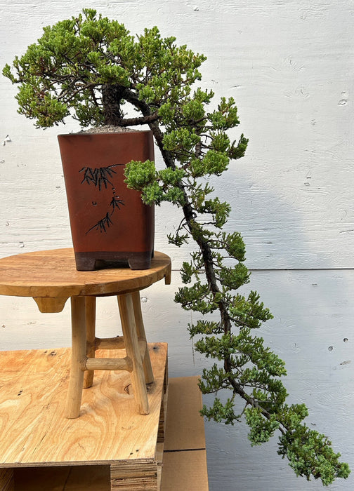 Juniper Bonsai Tree - Cascade Style - (juniper procumbens nana)