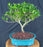 Trained Gardenia Bonsai Tree - (jasminoides miami supreme)