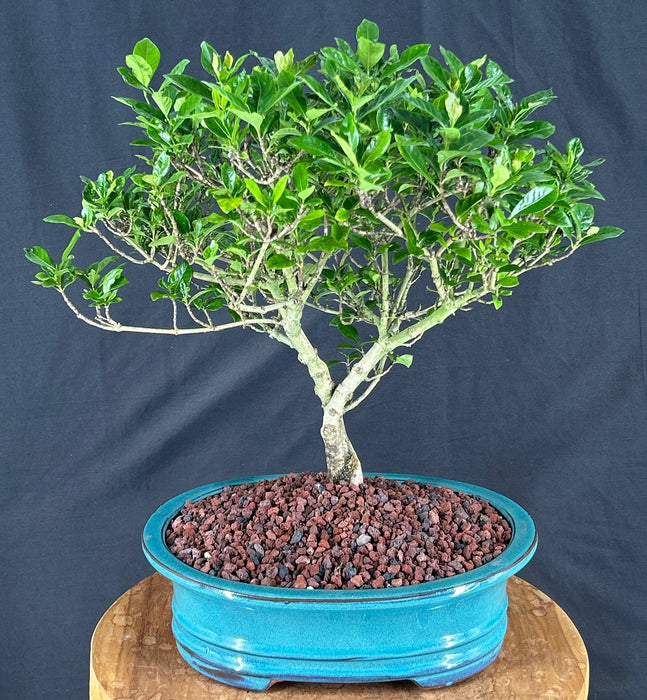 Trained Gardenia Bonsai Tree - (jasminoides miami supreme)