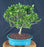 Trained Gardenia Bonsai Tree - (jasminoides miami supreme)