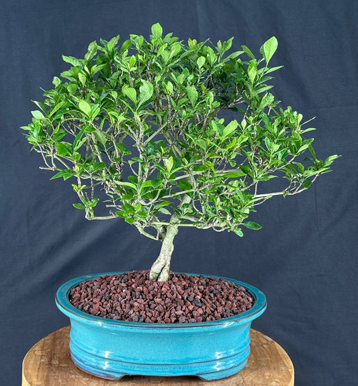 Trained Gardenia Bonsai Tree - (jasminoides miami supreme)