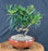 Trained Flowering Podocarpus Bonsai Tree - (podocarpus macrophyllus)