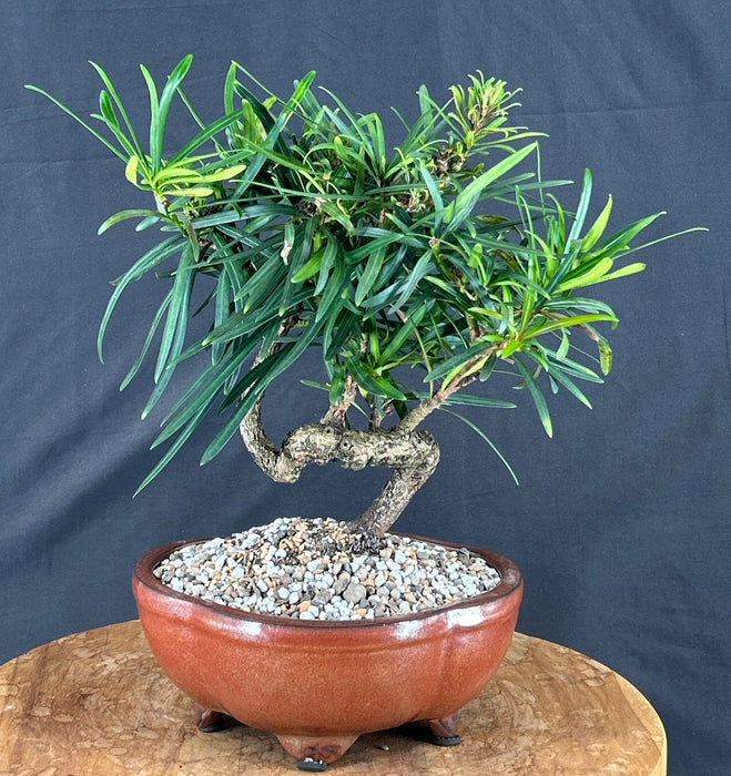 Trained Flowering Podocarpus Bonsai Tree - (podocarpus macrophyllus)
