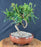 Trained Flowering Podocarpus Bonsai Tree - (podocarpus macrophyllus)