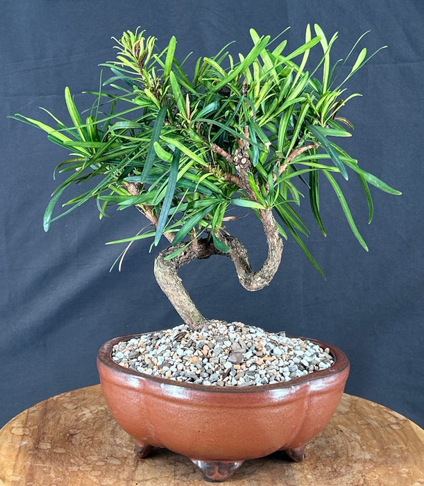 Trained Flowering Podocarpus Bonsai Tree - (podocarpus macrophyllus)