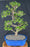 Trained Baby Jade Bonsai Tree - (Portulacaria Afra)