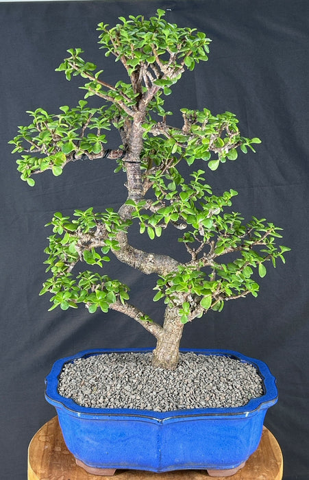 Trained Baby Jade Bonsai Tree - (Portulacaria Afra)