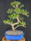 Trained Baby Jade Bonsai Tree - (Portulacaria Afra)