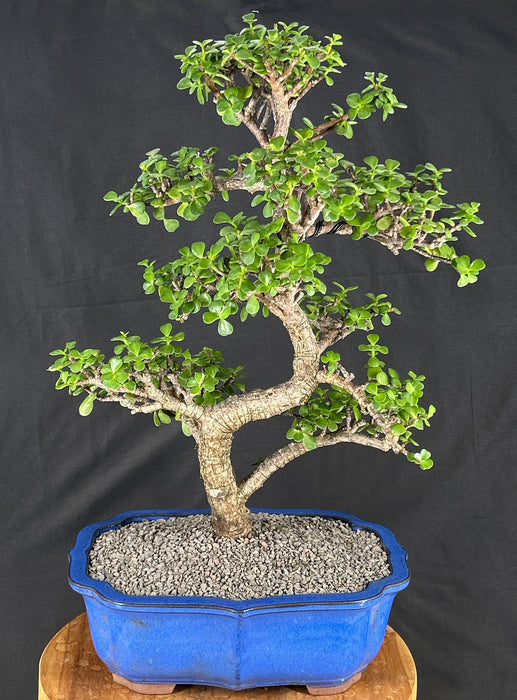 Trained Baby Jade Bonsai Tree - (Portulacaria Afra)