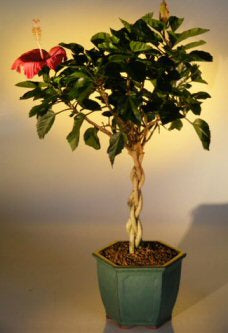 Flowering Tropical Red Hibiscus-Braided Trunk-(rosa sinsensis)