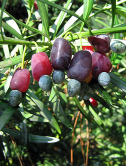 Trained Flowering Podocarpus Bonsai Tree - (podocarpus macrophyllus)