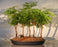 Redwood Bonsai Tree - 5 (Five) Tree Forest Group -(metasequoia glyptostroboides)