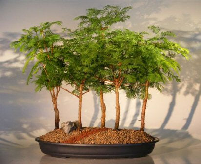 Redwood Bonsai Tree - 5 (Five) Tree Forest Group -(metasequoia glyptostroboides)