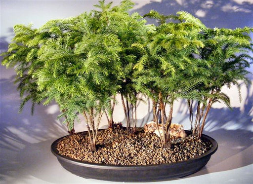 Norfolk Island Pine Bonsai Tree- Seven Tree Forest Group- (araucaria heterophila)