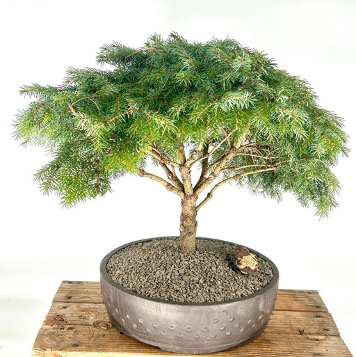 Serbian Spruce Bonsai Tree-(Picea omorika ?Nana?)