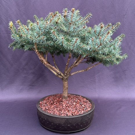 Serbian Spruce Bonsai Tree-(Picea omorika ?Nana?)