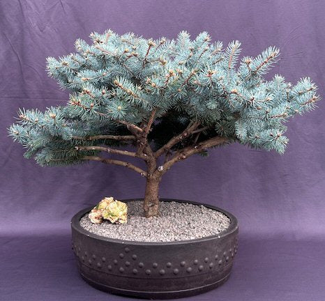 Globe Blue Spruce Bonsai Tree-(picea pungens 'Globosa')