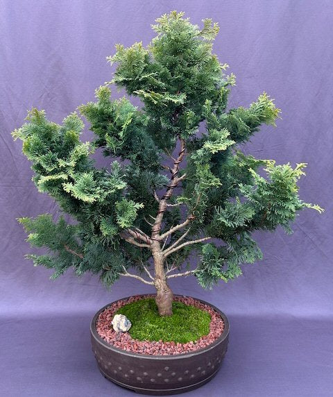 Hinoki Cypress Bonsai Tree-(chamecyparis obtusa 'Nana Gracilis')