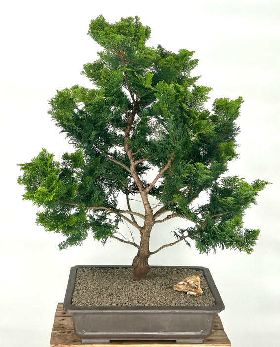 Hinoki Cypress Bonsai Tree-(chamecyparis obtusa 'Nana Gracilis')