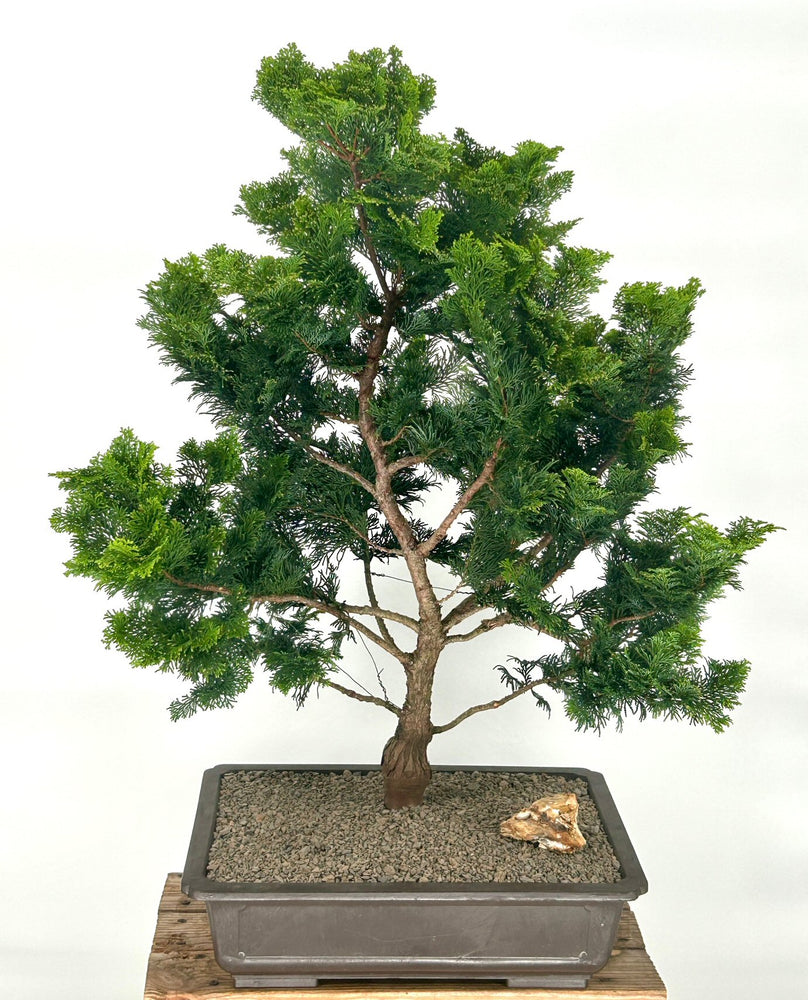 Hinoki Cypress Bonsai Tree-(chamecyparis obtusa 'Nana Gracilis')