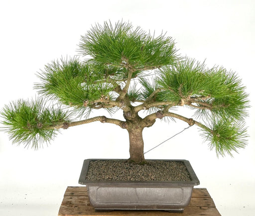 Japanese Red Pine Bonsai Tree-(Pinus Densiflora Low Glow')<i>