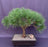 Japanese Red Pine Bonsai Tree -(pinus densi 'globosa')