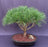 Japanese Red Pine Bonsai Tree -(pinus densi 'globosa')