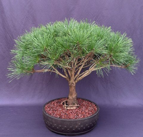Japanese Red Pine Bonsai Tree -(pinus densi 'globosa')