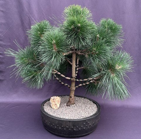 Japanese Black Pine Bonsai Tree -(pinus thunbergii 'thunderhead')