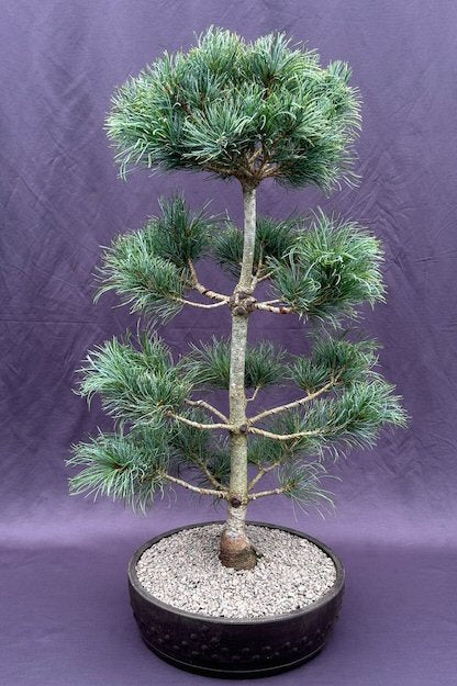 Japanese White Pine Bonsai Tree -(pinus parviflora 'bergman')