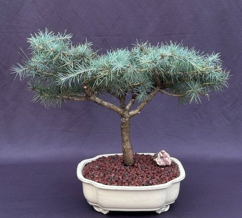 Deodar Cedar 'Snow Sprite' Bonsai Tree-(cedrus deodara)