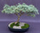 Deodar Cedar 'Snow Sprite' Bonsai Tree-(cedrus deodara)