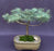 Deodar Cedar 'Snow Sprite' Bonsai Tree-(cedrus deodara)