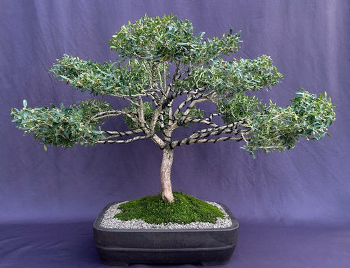 Dwarf English Boxwood Bonsai Tree-(buxus semperuirens)