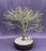 Dwarf Japanese Maple Bonsai Tree-(acer palmatum 'kiyohime yatsubusa')