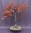 Japanese Red Maple Bonsai Tree-(Acer Palmautm ?Shin-Deshojo?)