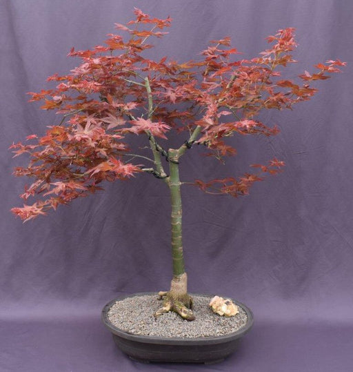 Japanese Red Maple Bonsai Tree-(Acer Palmautm ?Shin-Deshojo?)