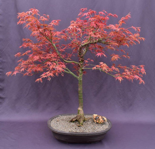 Japanese Red Maple Bonsai Tree-(Acer Palmautm ?Shin-Deshojo?)