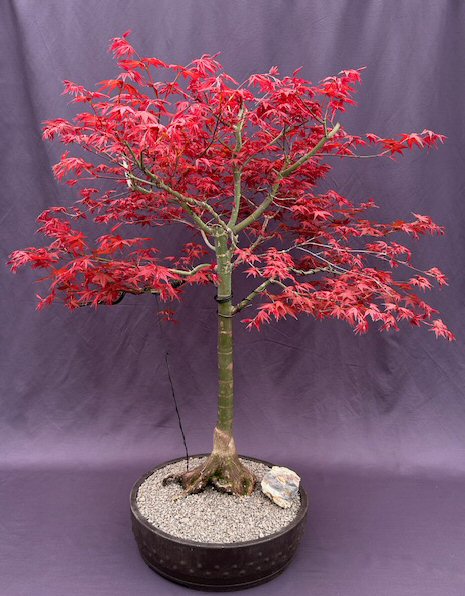 Japanese Red Maple Bonsai Tree-(Acer Palmautm ?Shin-Deshojo?)